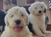 Ikc registered old english sheepdog puppies