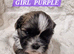 Pure bred shih tzu puppies here in Cardiff