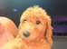 READY NOW……Gorgeous Mini Goldendoodles