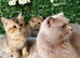British shorthair kittens, with Delivery if needed!