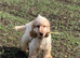 show type cocker spaniel pup !!! boy READY NOW !!!