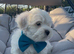 Bichon babies