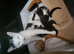 Beautiful kittens