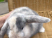 Gorgeous mini lop babies - ready to reserve