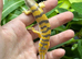 Sandfish Skink (Scincus scincus)