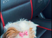 KC registered imperial Shih Tzu female puppy