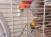 Pair of jenday conures