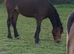 Registered Welsh D 2 years old