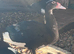 Muscovy