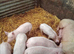 Weaners for sale