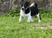 Jack Russell pups for sale