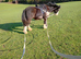 12.2 4year old mare