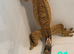 Juvenile Crested Geckos with full Lineage