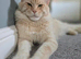 Maine Coon Kittens Looking for Their newHomes