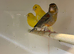 Breeding Pairs of Fife canaries