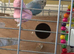 Breeding Pair of Budgies for Sale - &pound;50 for Everything!