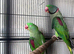 Alaxandrian breeding pair