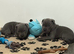 Last Blue Staffordshire girl