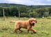 * ready now * gorgeous fox red Labrador puppies