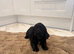 Cocker spaniel show type