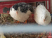Available 2 x 6 weeks old Beautiful boys Tiny Button Quails - Pure White and Tuxedo Leopard Print Pied