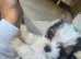 Biewer terrier puppy 10 weeks miniature