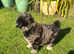 Chocolate Merle SaintBerdoodle Beautiful Rare F1 READY NOW!!!!
