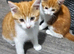 Kittens for sale