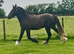 Traditional Irish Chocolate Dun Filly