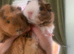 Bonded pair of male guinea pigs