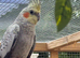 Male cockatiel