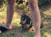 Beautiful Female Silver Dapple Dachshund Puppy