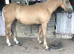 3 yrs old Palomino Filly