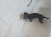 Cavapoo female puppy.