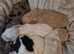 Beautiful Poogle Pups