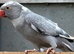 Breeding & pet Mutation Indian Ringneck Parrots