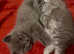 Beautiful British Shorthair & Longhair Kittens