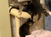 Kittens ready now