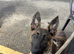 Belgian Malinois / Dutch Herder Girl rehome