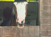 New forest x cob