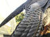 Male gyr saker falcon