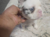 Buldog francez flafi