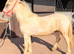 Palomino filly