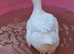 2 Male Peking Ducks
