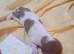 *Outstanding* Dachshund puppies 13th June