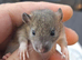Baby Female Rats For Sale