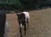 Filly apploosa for sale