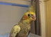 Cockatiel - Hand Tamed Baby - Ready Now