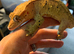 Dalmatian crested gecko adult male