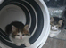 4 beutifull kittens